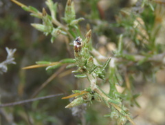 Amphiglossa triflora