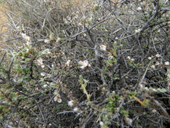 Eriocephalus spinescens