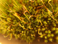 Ptychostomum capillare