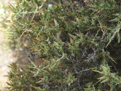 Amphiglossa triflora