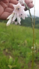 Dierama argyreum