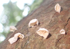 Campanella capensis