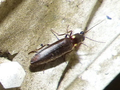 Phanophorus perspicax