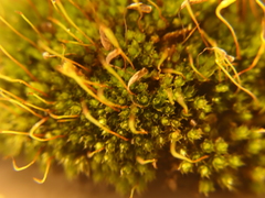 Ptychostomum capillare