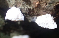 Campanella capensis