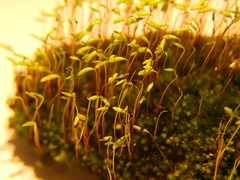 Ptychostomum capillare