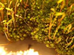 Ptychostomum capillare