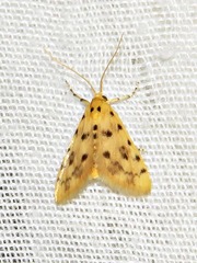 Calamoschoena stictalis