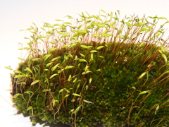 Ptychostomum capillare