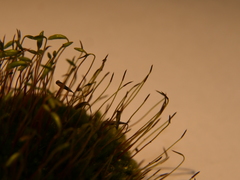 Ptychostomum capillare