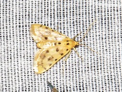 Calamoschoena stictalis
