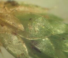 Ptychostomum capillare