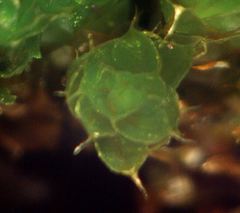 Ptychostomum capillare