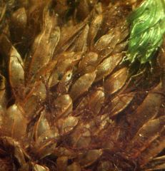 Ptychostomum capillare