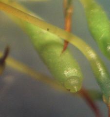 Ptychostomum capillare