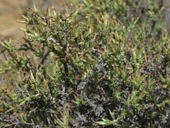 Amphiglossa triflora