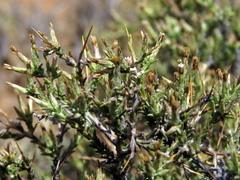 Amphiglossa triflora