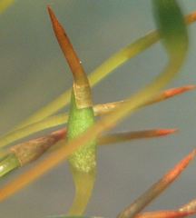 Ptychostomum capillare