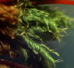 Ptychostomum capillare