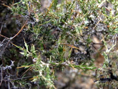 Amphiglossa triflora