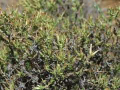 Amphiglossa triflora