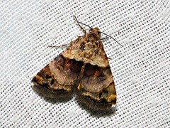 Ozarba cryptochrysea