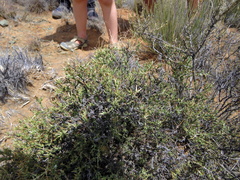 Amphiglossa triflora