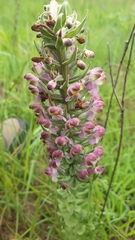 Brachycorythis pubescens