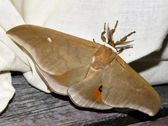 Pseudobunaea natalensis