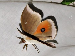 Pseudobunaea natalensis