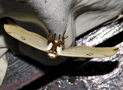 Pseudobunaea natalensis