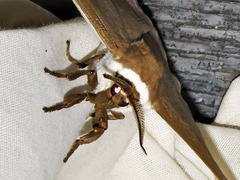 Pseudobunaea natalensis