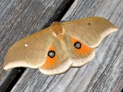 Pseudobunaea natalensis