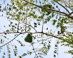 Enterolobium