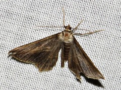 Chiasmia simplicilinea