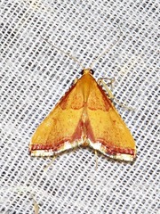 Endotricha erythralis