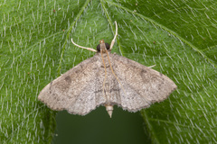 Protonoceras