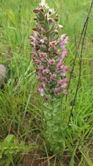 Brachycorythis pubescens