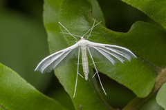 Pterophorus lacteipennis