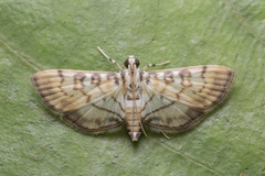 Tabidia aculealis