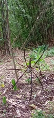 Nephila pilipes