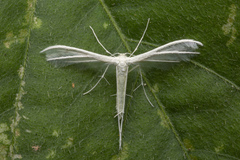 Pterophorus lacteipennis