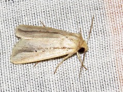 Mythimna tacuna