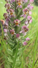 Brachycorythis pubescens