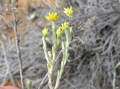 Helichrysum asperum