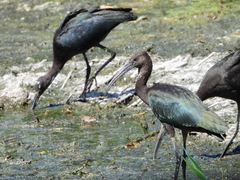 Plegadis falcinellus