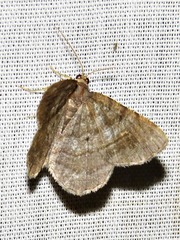 Chiasmia confuscata