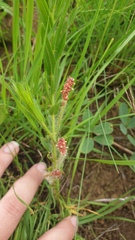 Acalypha peduncularis