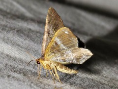 Chiasmia confuscata