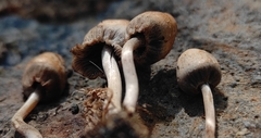 Panaeolopsis